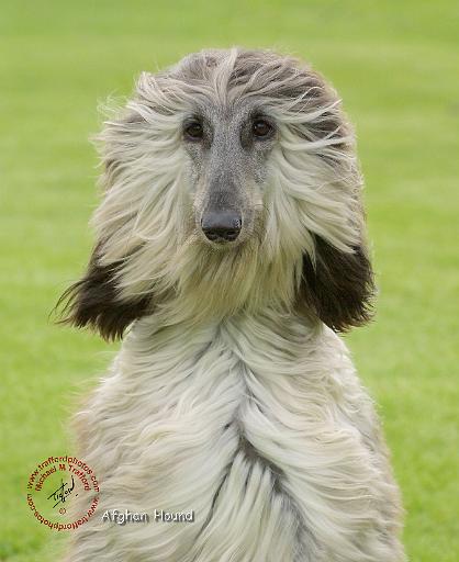 Afghan Hound 9R086D-053.JPG